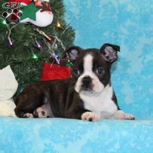 Cardinal, Boston Terrier Puppy
